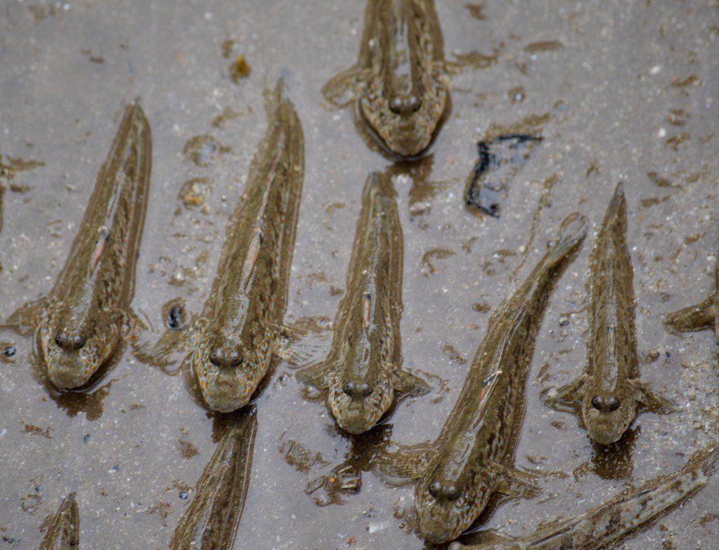 Predators and Survival Strategies (image credits: flickr)