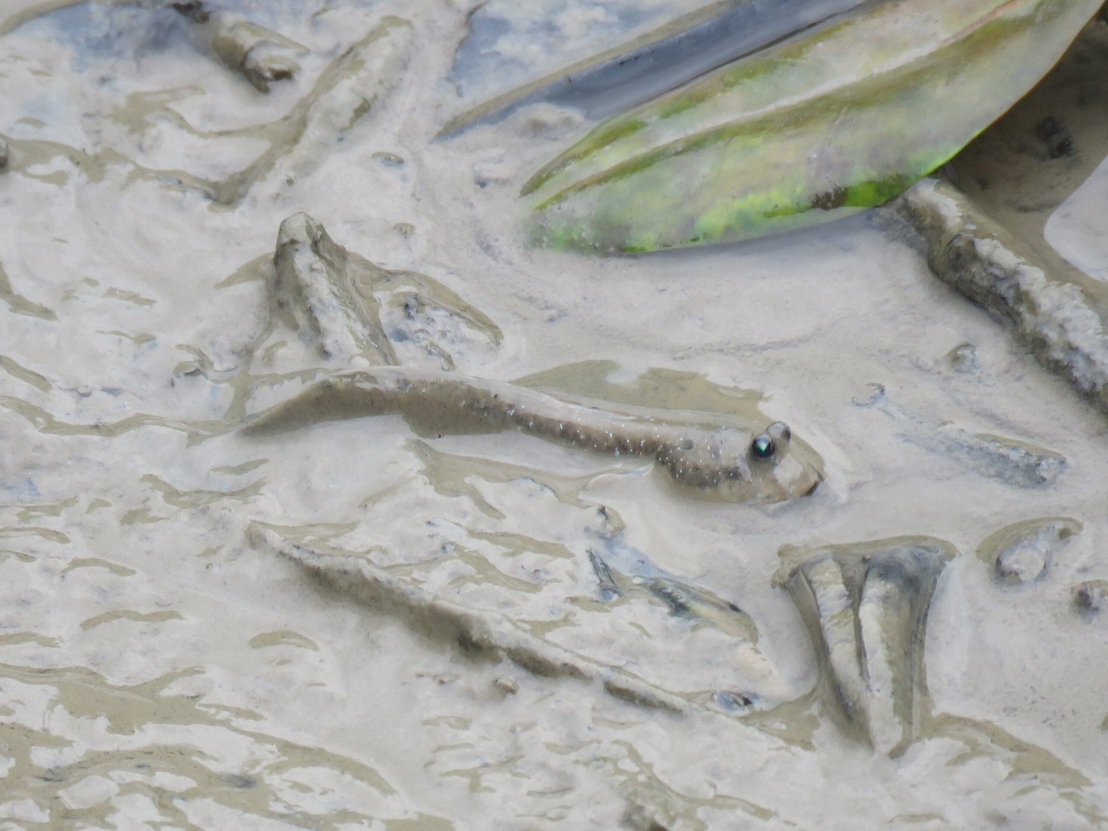 Cultural Significance and Human Interactions (image credits: Boleophthalmus pectinirostris, CC BY 2.0, https://commons.wikimedia.org/w/index.php?curid=74667046)