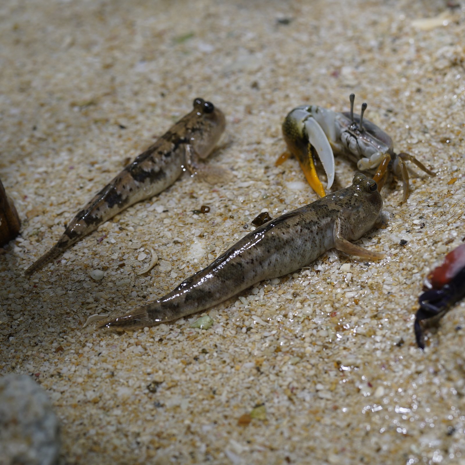 The Mudskipper's Role in Ecosystem Health (image credits: wikimedia)