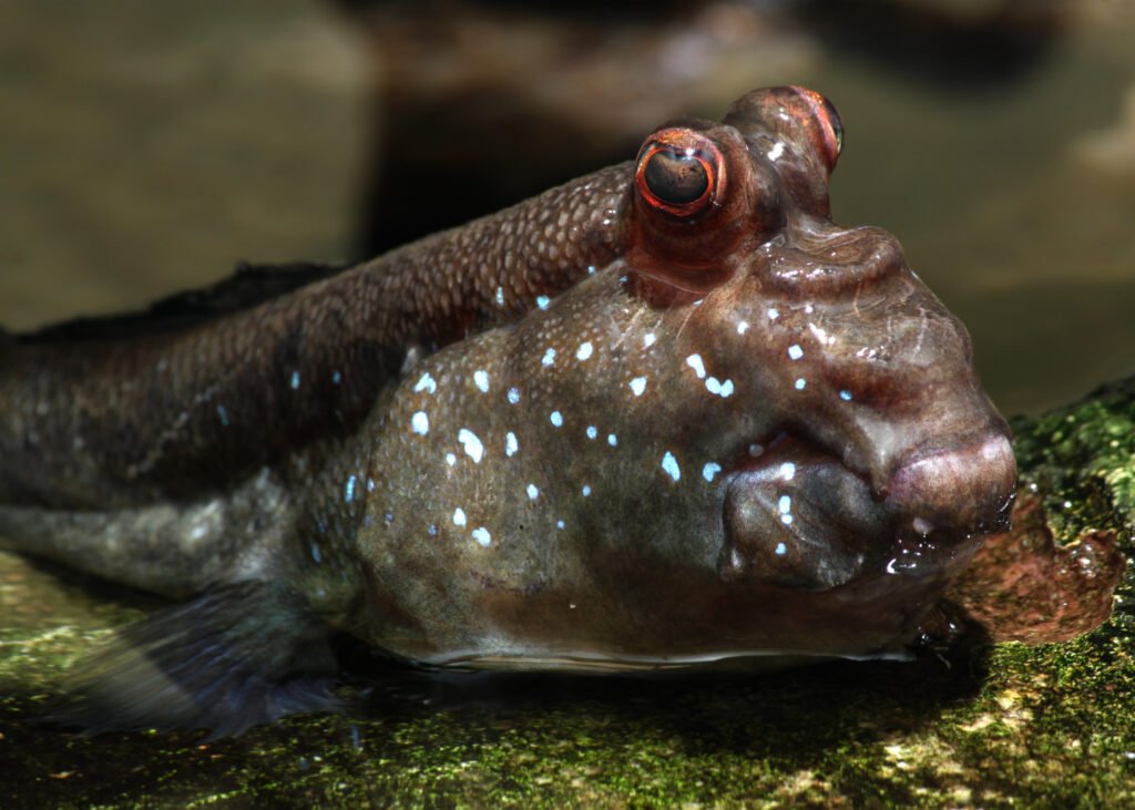 The Fish That Climbs Trees: Meet the Mudskipper