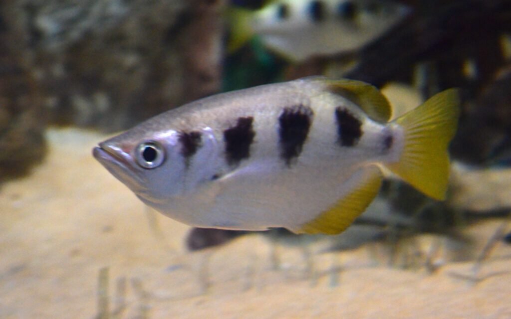 The Archerfish: Nature's Ultimate Sharpshooter