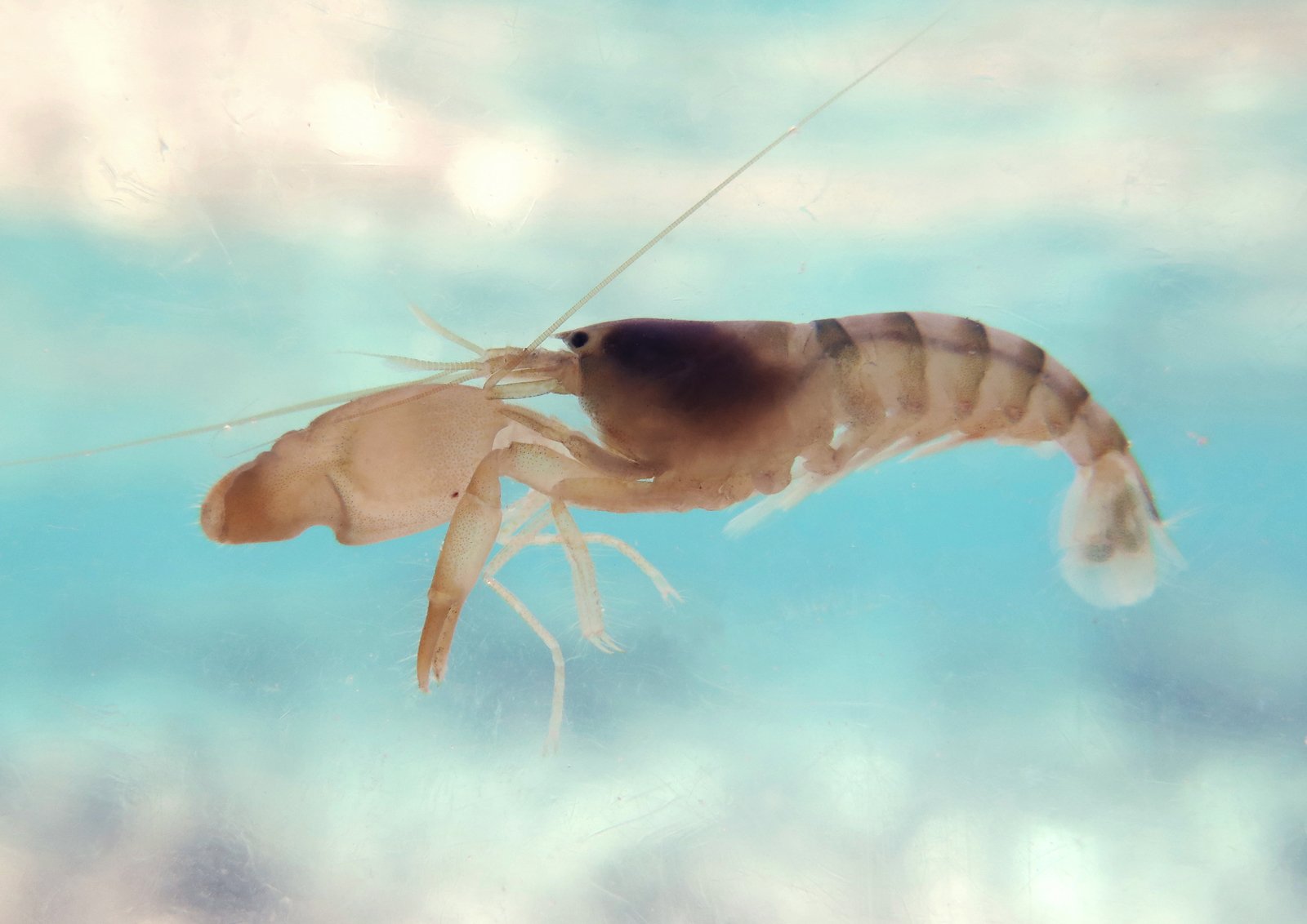 The Top 7 Weirdest Projectile Attacks in the Animal Kingdom