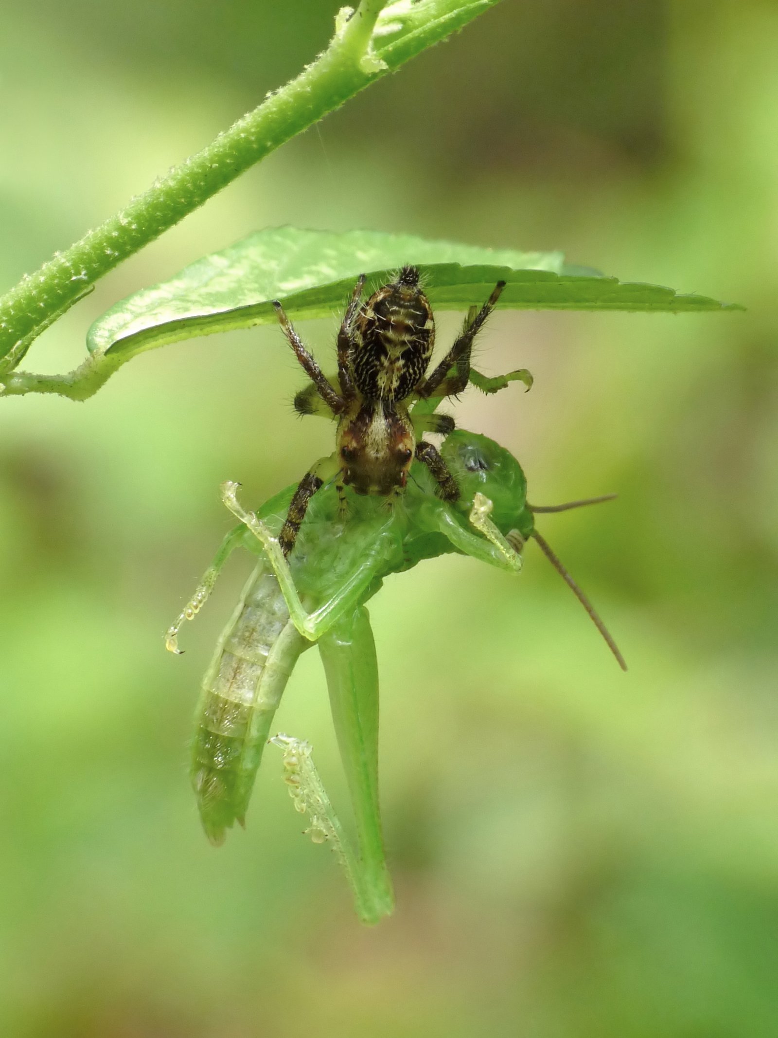The Backyard Guardian You Didn’t Know You Needed