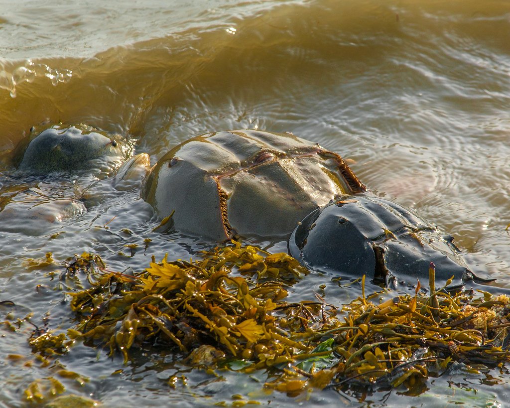Horseshoe Crabs: The Blue-Blooded Survivors (image credits: flickr)