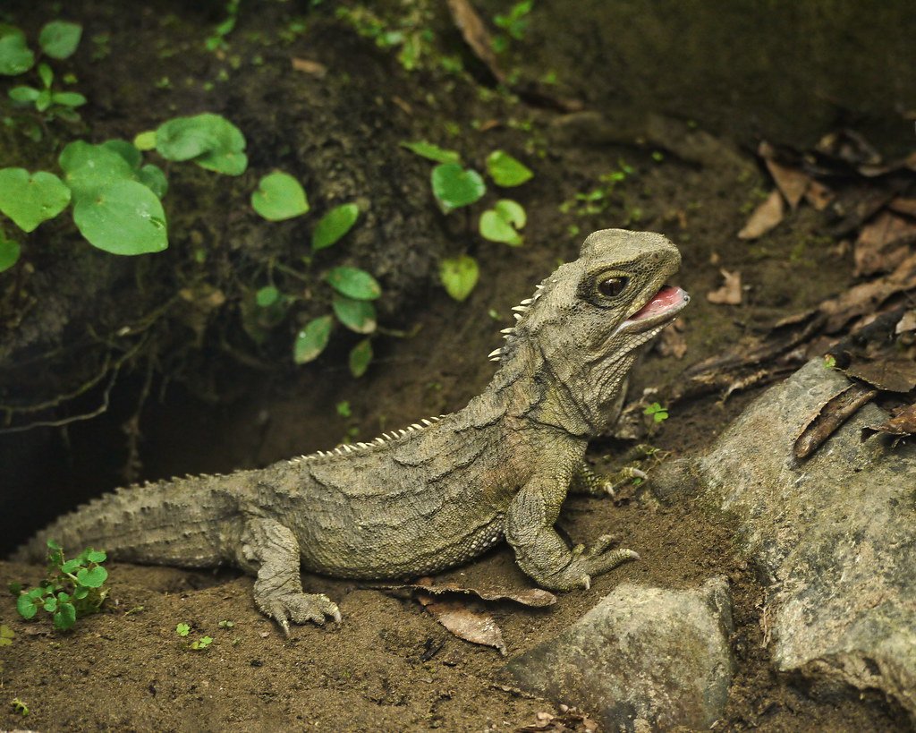 The Tuatara: New Zealand's Ancient Reptile (image credits: flickr)