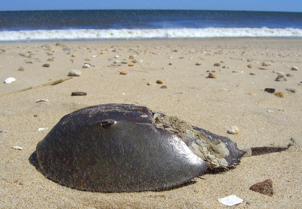 Conclusion: Windows to Our Planet's Past (image credits: flickr)