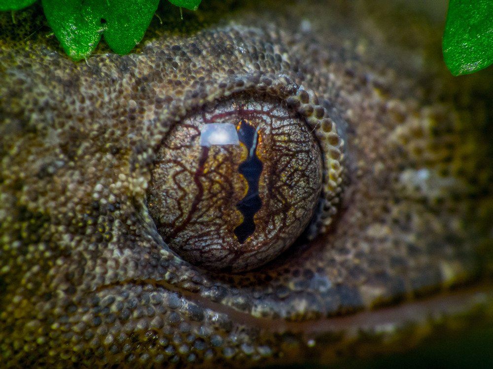 How This Behavior Impacts Their Survival (image credits: flickr)