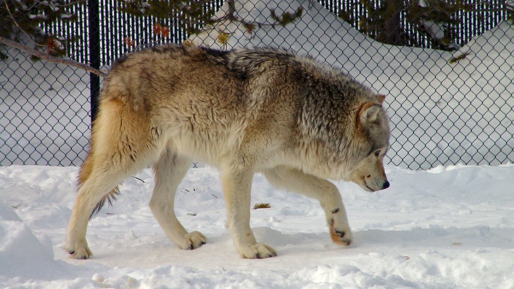 The Continuing Evolution (image credits: flickr)