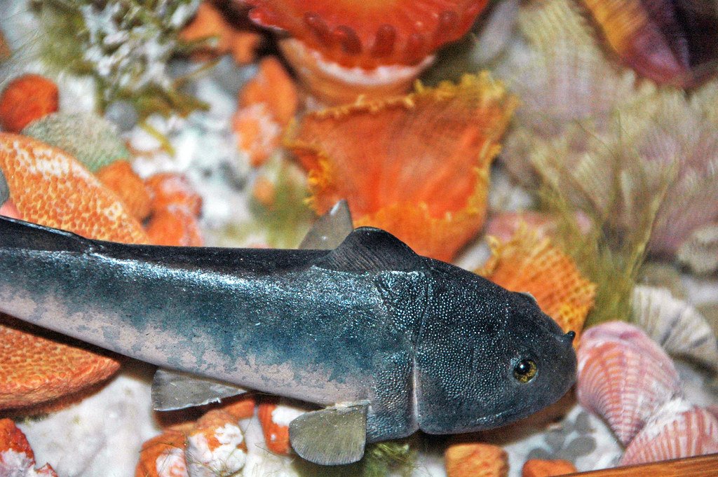 The Devonian Period: When Fish Ruled the Earth (image credits: flickr)