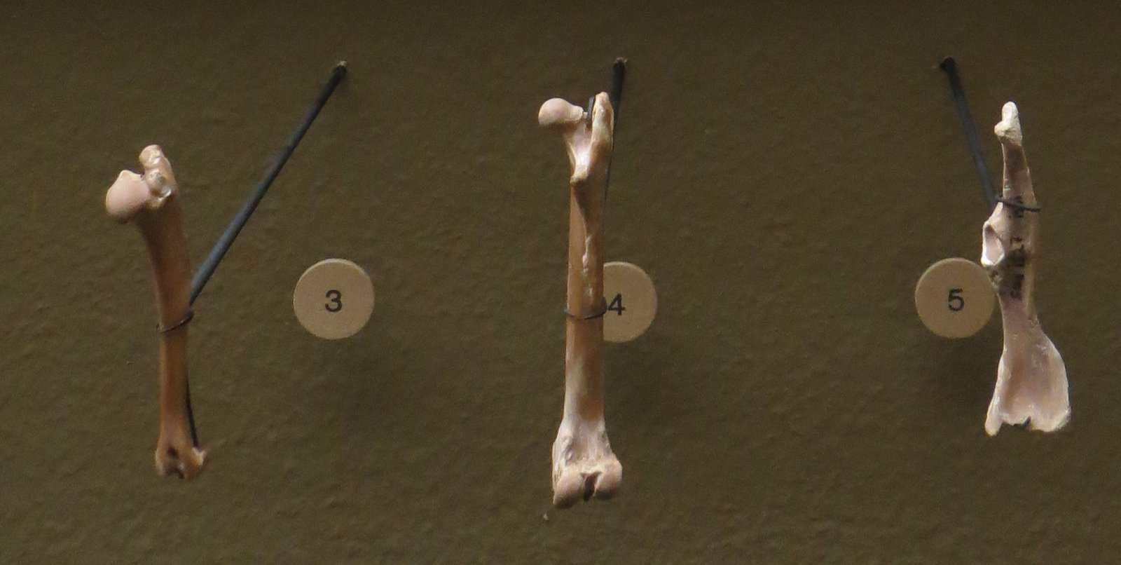 Fingers Before Feet: The Shocking Truth About Limb Evolution (image credits: wikimedia)