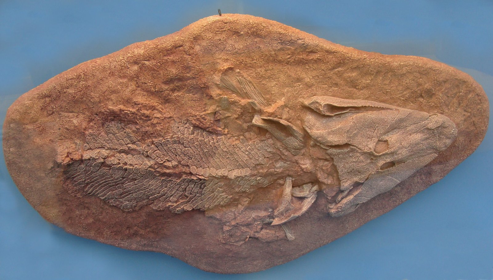 How Tiktaalik Breathed Its Way to Fame (image credits: wikimedia)