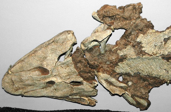 The Fossil That Rewrote Textbooks