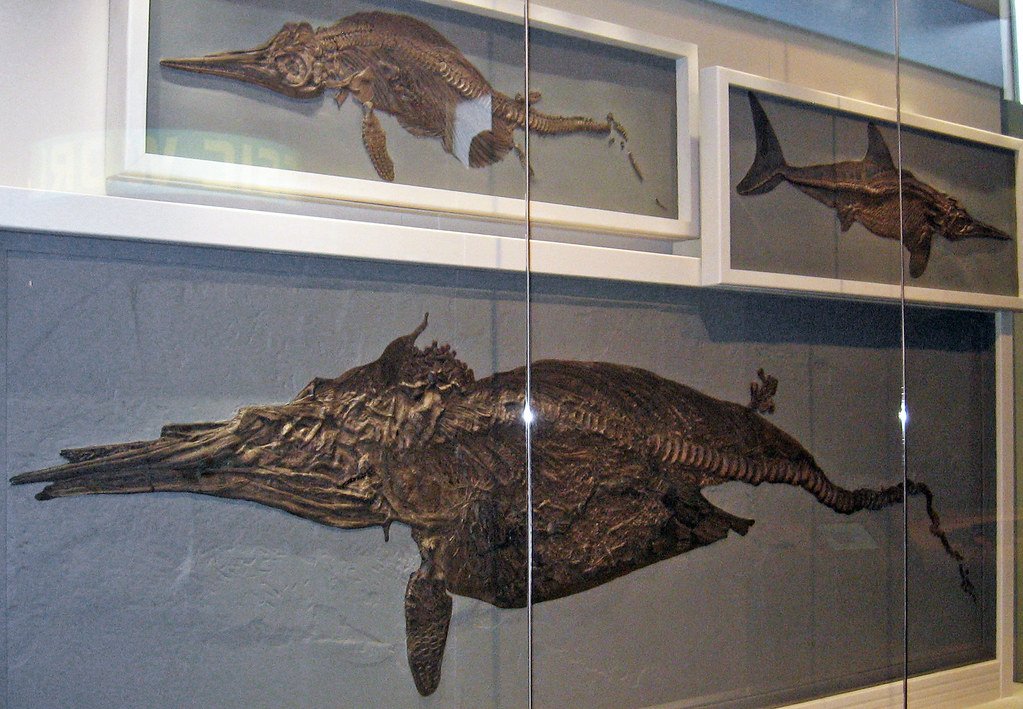 The Legacy of a Fish with Fingers (image credits: flickr)