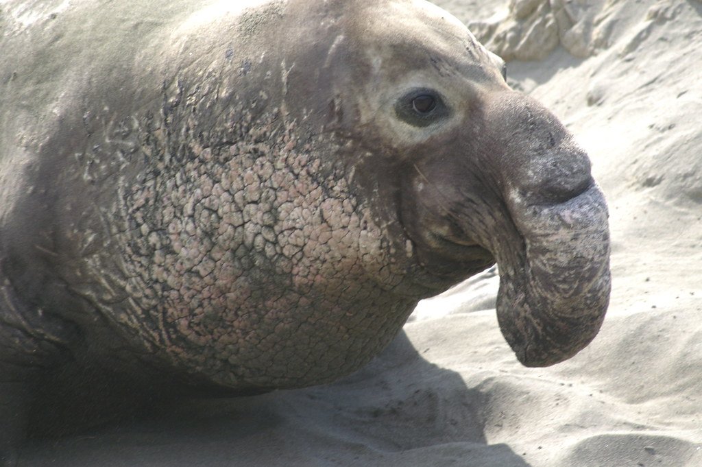 The Elephant Seal's Inflatable Nose Balloon (image credits: flickr)