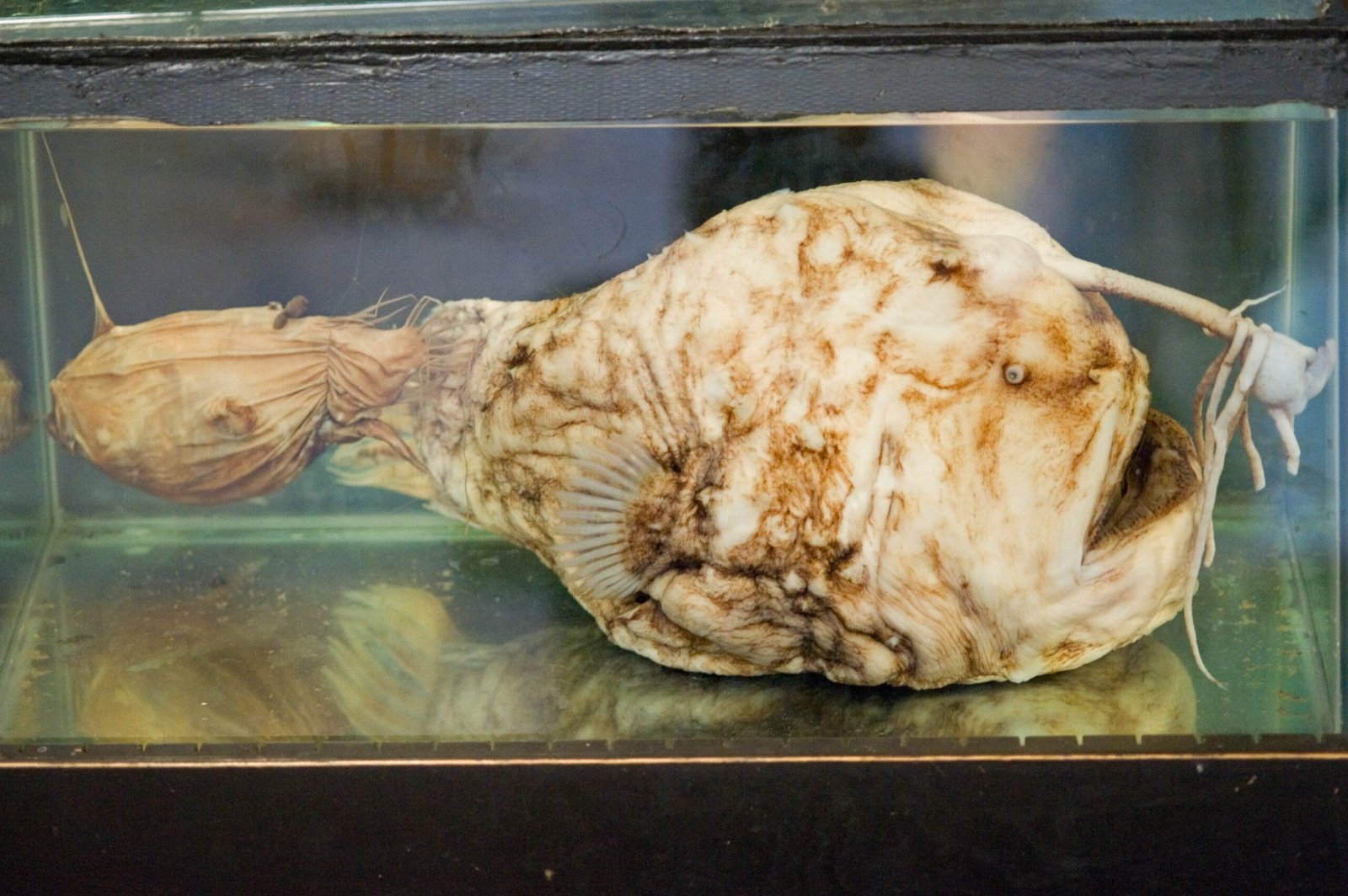 The Anglerfish's Glowing Lure (image credits: wikimedia)