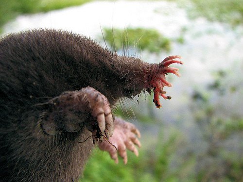The Star-Nosed Mole's Bizarre Facial Appendage (image credits: flickr)
