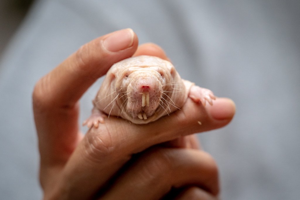 The Naked Mole Rat's Protruding Teeth (image credits: flickr)