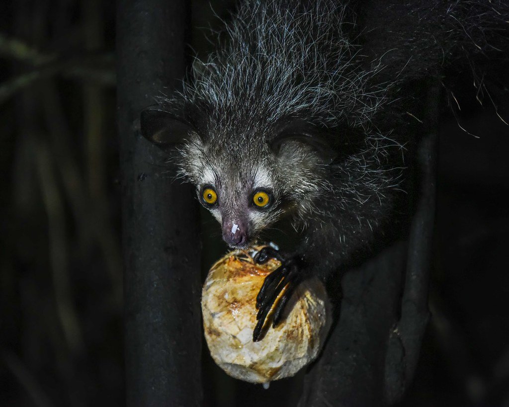 The Aye-Aye's Skeletal Middle Finger (image credits: flickr)