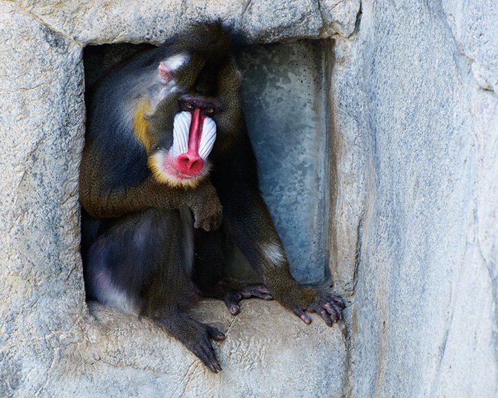 The Mandrill's Colorful Face Paint (image credits: wikimedia)