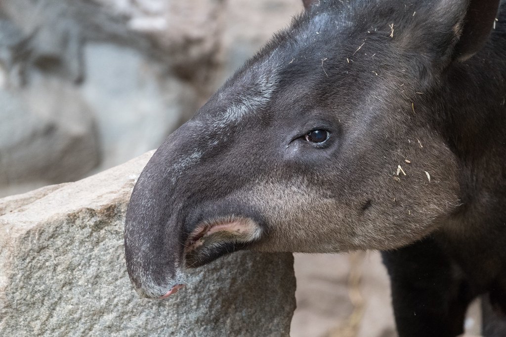 The Tapir's Flexible Trunk (image credits: flickr)