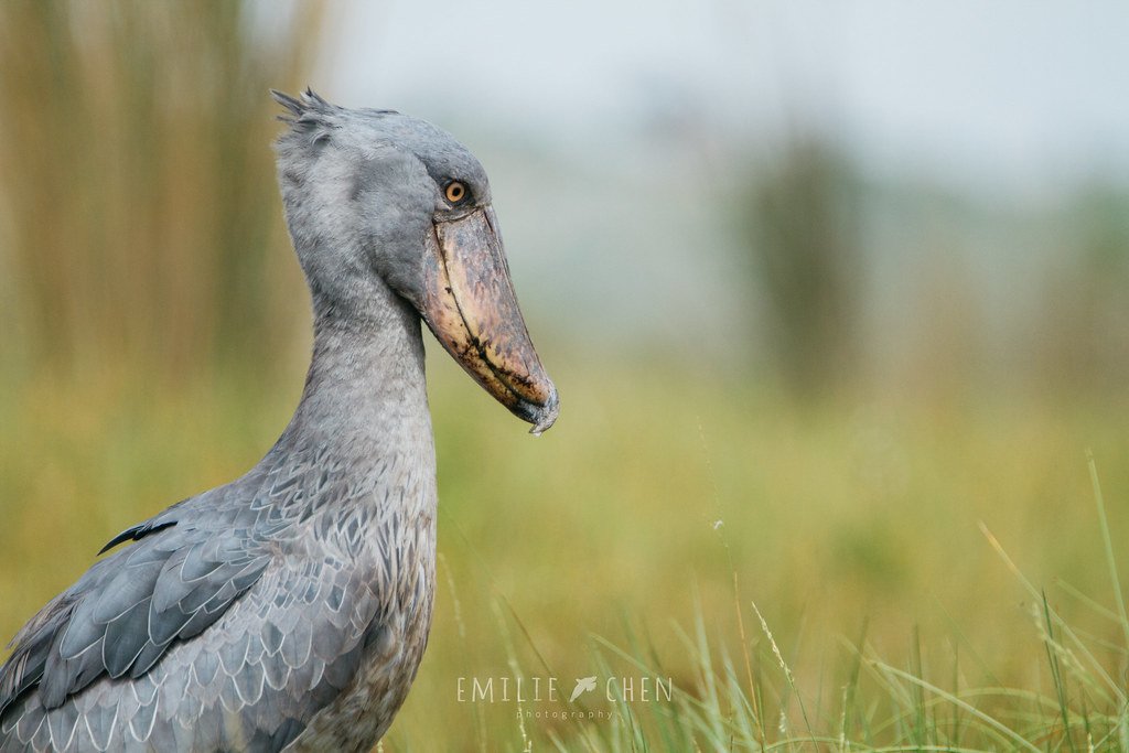 The Shoebill Stork's Machine Gun Beak (image credits: flickr)