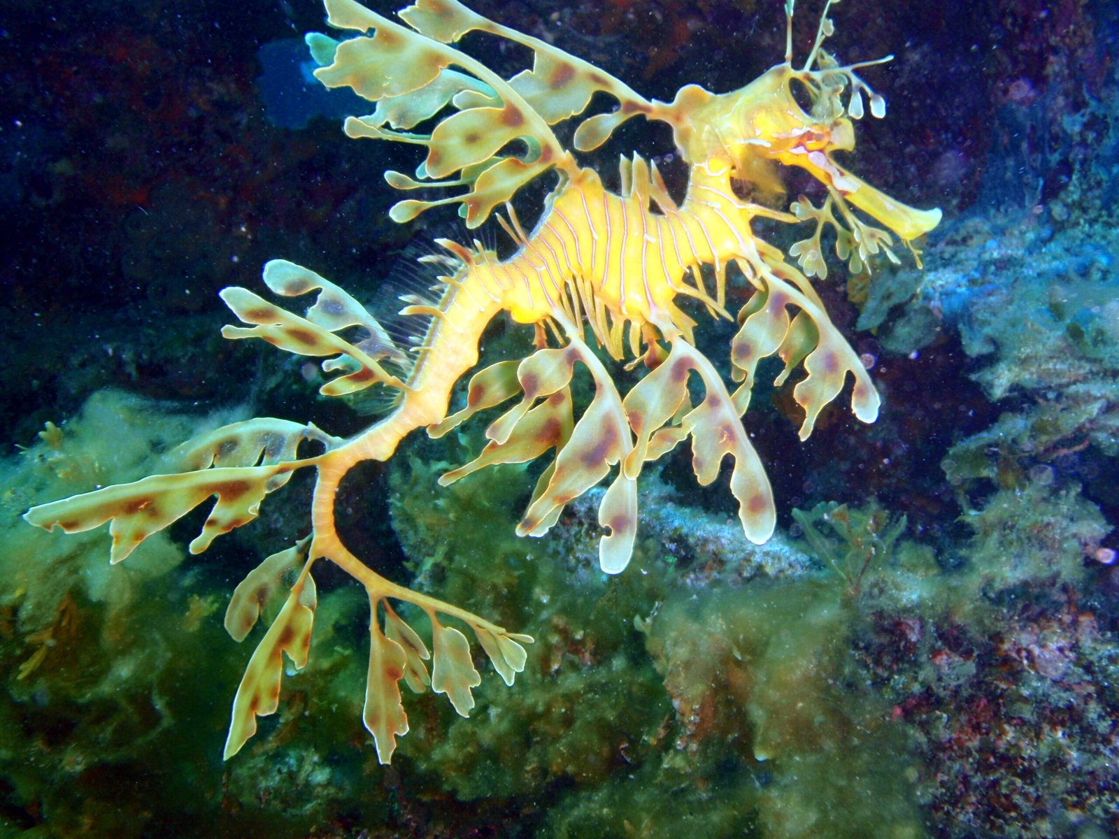 The Leafy Sea Dragon's Elaborate Disguise (image credits: wikimedia)