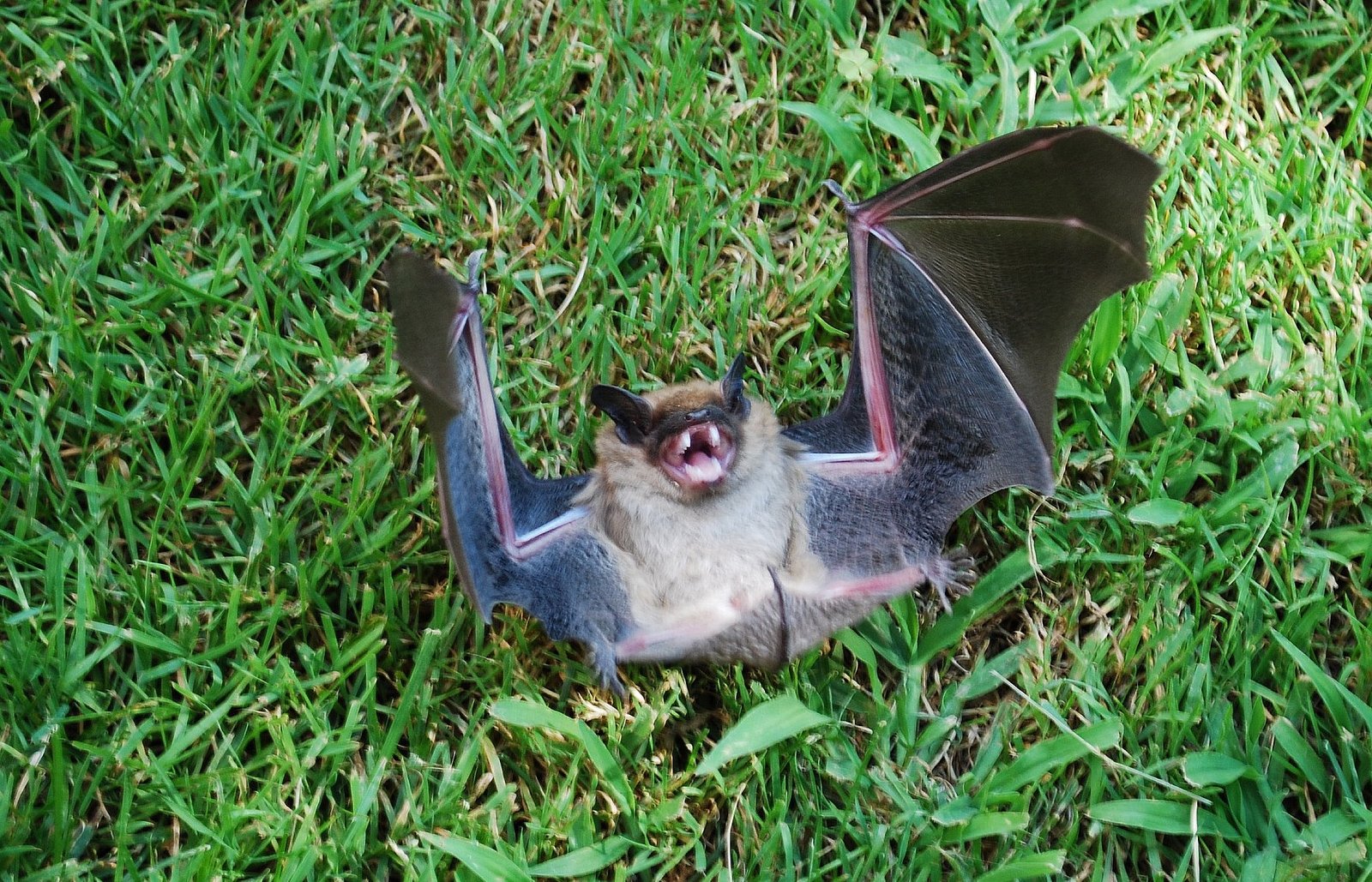 The Vampire Bat's Heat-Sensing Nose (image credits: wikimedia)