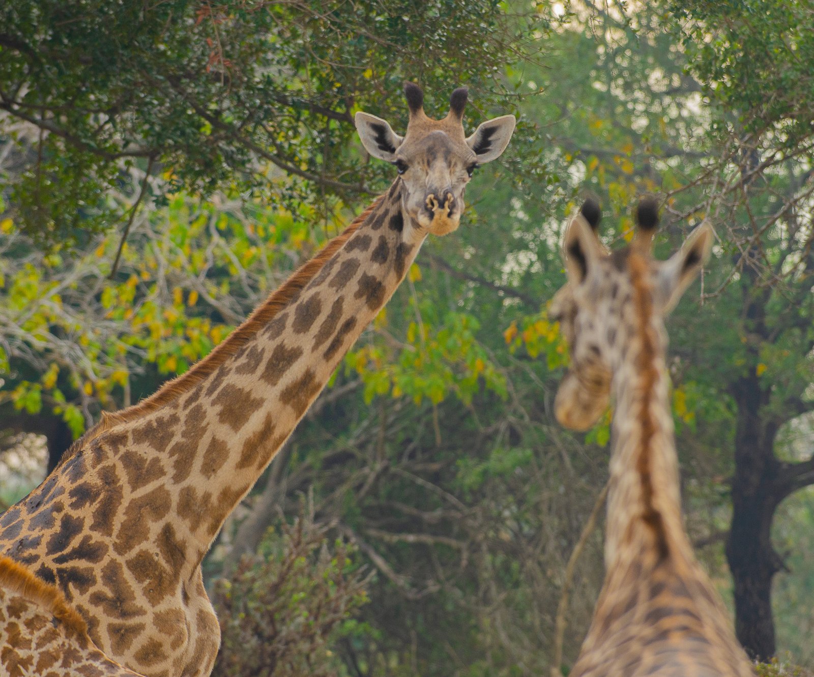 The Conclusion: Nature's Genius in Disguise (image credits: By Erasmus Kamugisha, CC BY-SA 4.0, https://commons.wikimedia.org/w/index.php?curid=107963244)