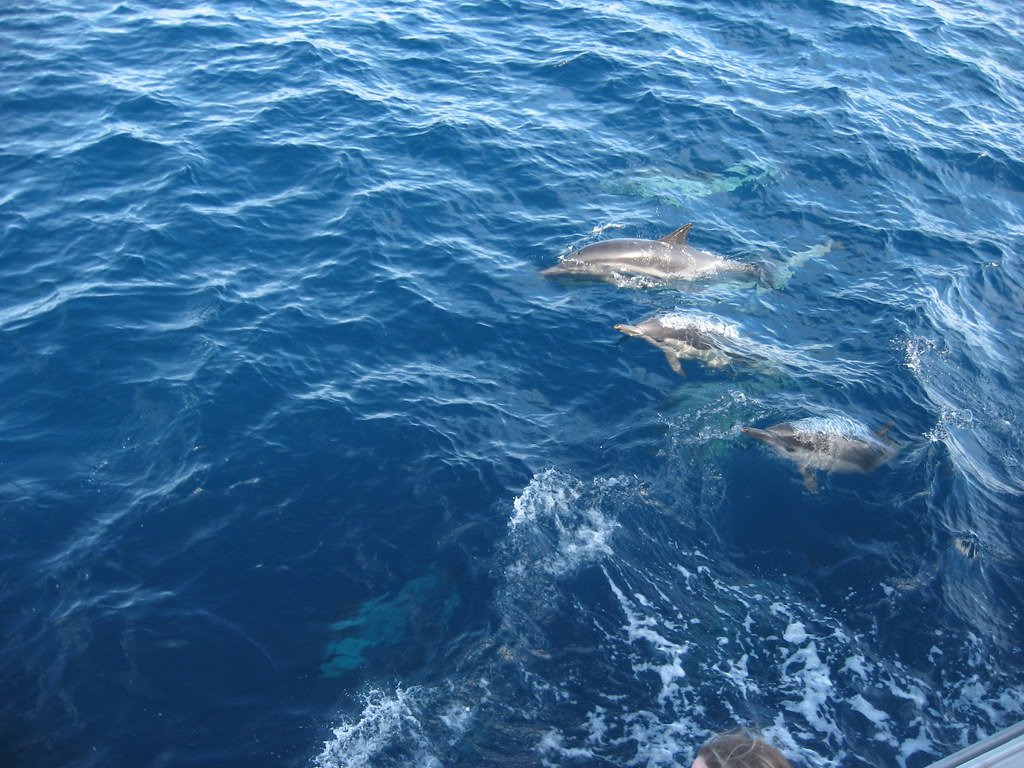 The Emotional Dimension of Signature Whistles (image credits: flickr)