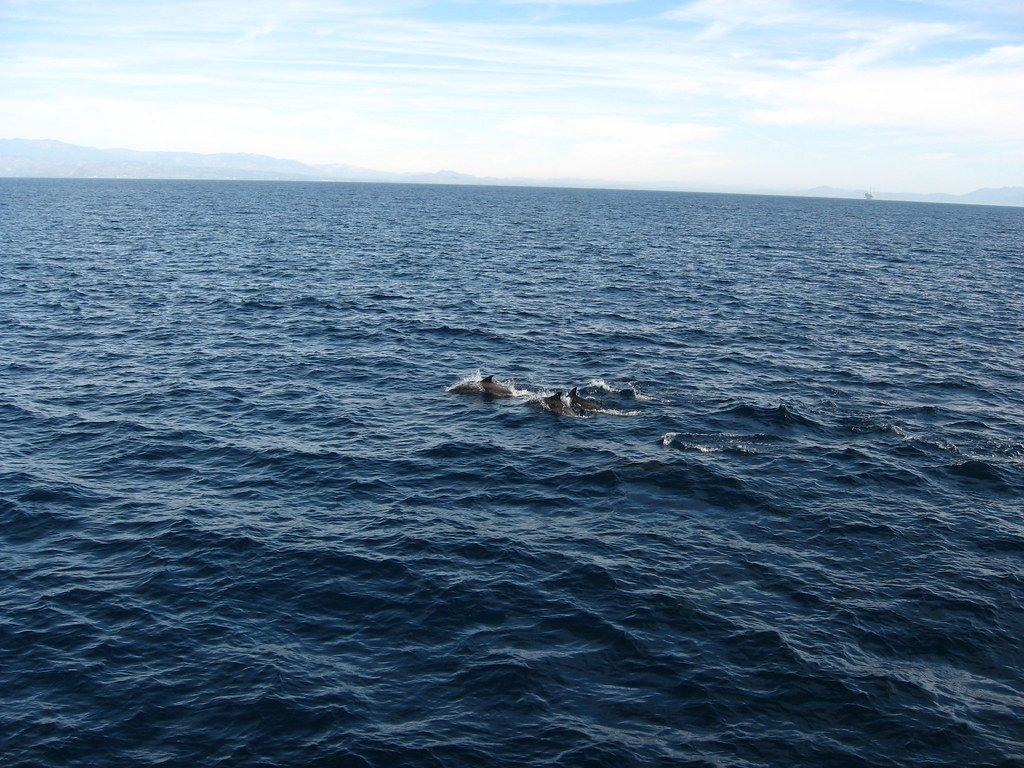 Signature Whistles Across Different Dolphin Species (image credits: flickr)