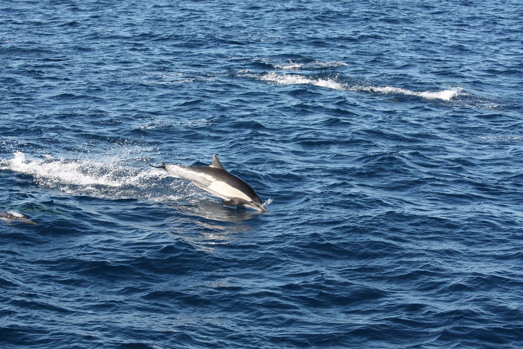 Comparing Dolphin Names to Human Language (image credits: flickr)