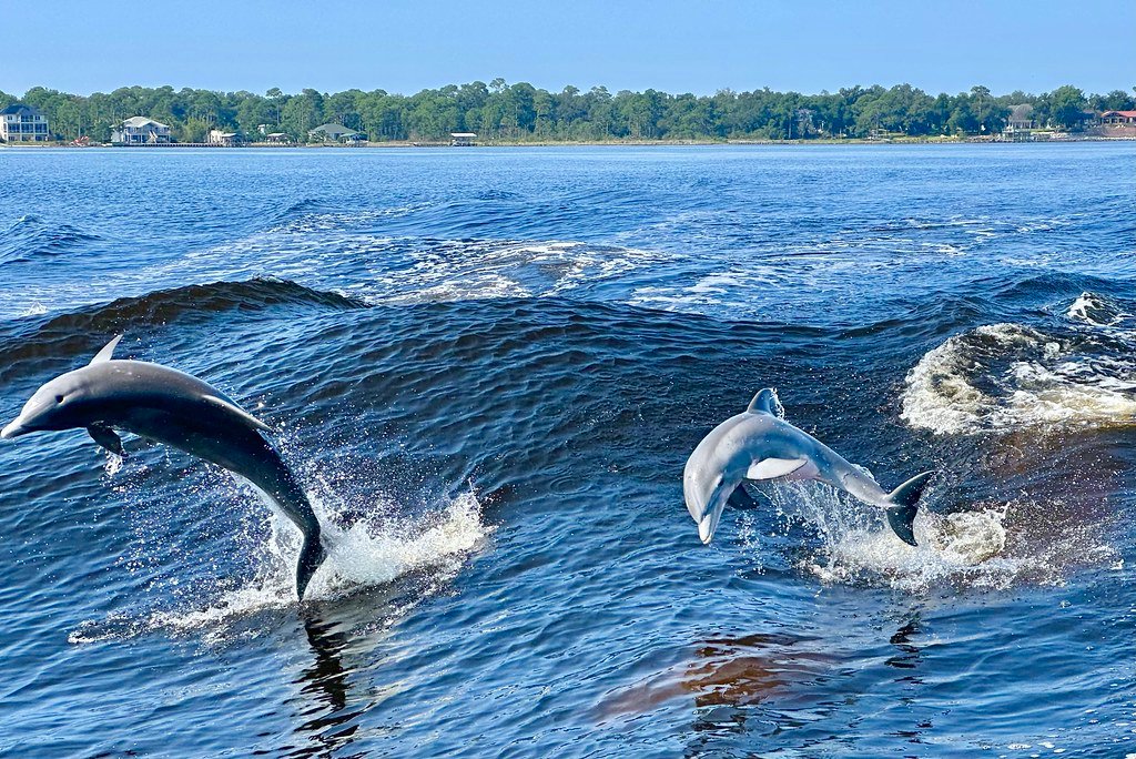 What This Means for Our Understanding of Intelligence (image credits: flickr)