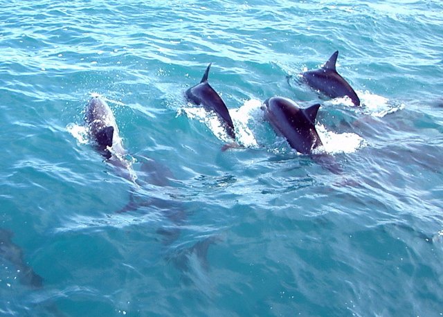 The Ongoing Mystery of Dolphin Communication (image credits: wikimedia)
