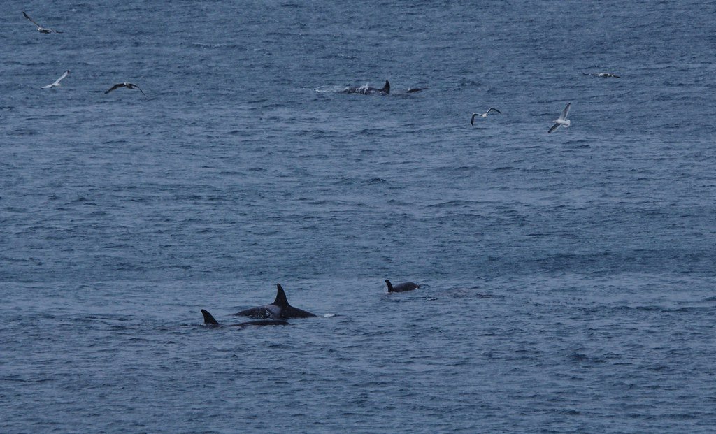 The Orca's Reign: Masters of the Marine Kingdom (image credits: flickr)