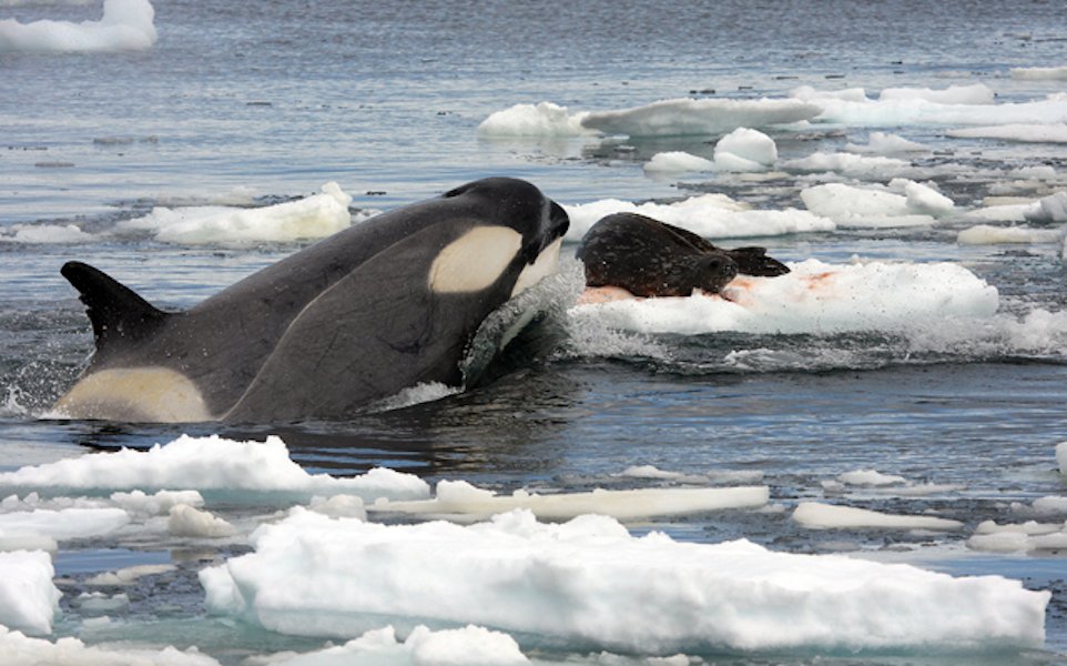 The Trophic Cascade Effect: When Top Predators Shape Entire Ecosystems (image credits: wikimedia)