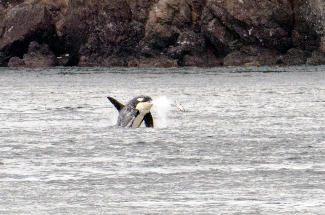 The Salmon Connection: How Orcas Control Fish Populations (image credits: wikimedia)