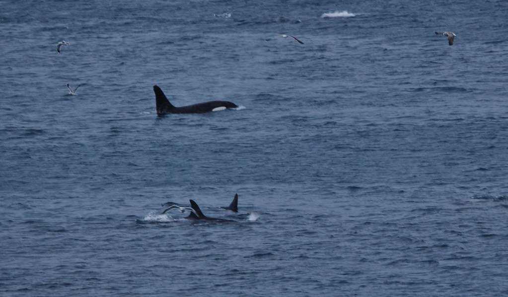Marine Mammal Regulation: Orcas as Population Controllers (image credits: flickr)