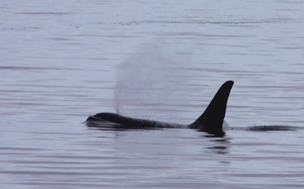 Shark Suppression: The Unexpected Impact on Ocean Predators (image credits: flickr)