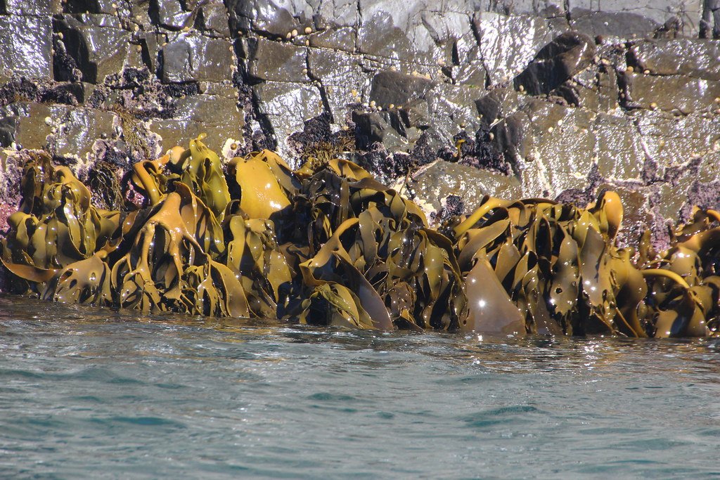 Kelp Forest Dynamics: The Indirect Influence of Orcas (image credits: flickr)