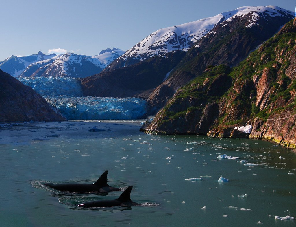 Migration Patterns: How Orca Movements Shape Ocean Ecosystems (image credits: flickr)