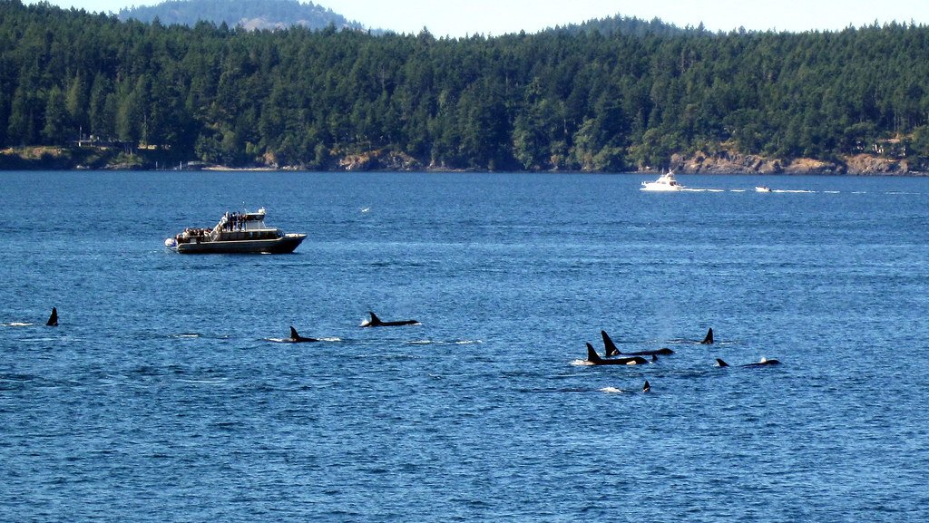 Social Structure and Ecosystem Impact: The Power of Orca Families (image credits: flickr)