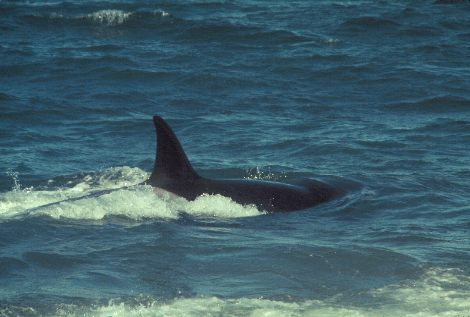 Behavioral Changes in Prey Species: The Loss of Fear (image credits: wikimedia)