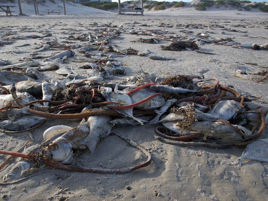 Fish Population Explosions: The Unexpected Consequences (image credits: flickr)