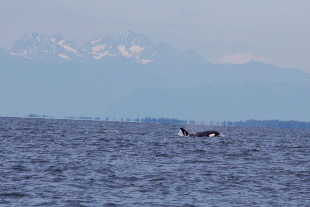 Climate Change Connections: Orcas as Climate Regulators (image credits: flickr)