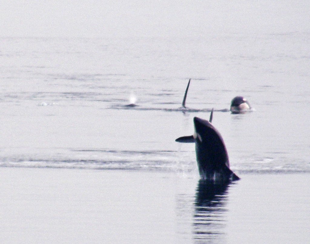 Conservation Implications: The Urgent Need for Orca Protection (image credits: flickr)
