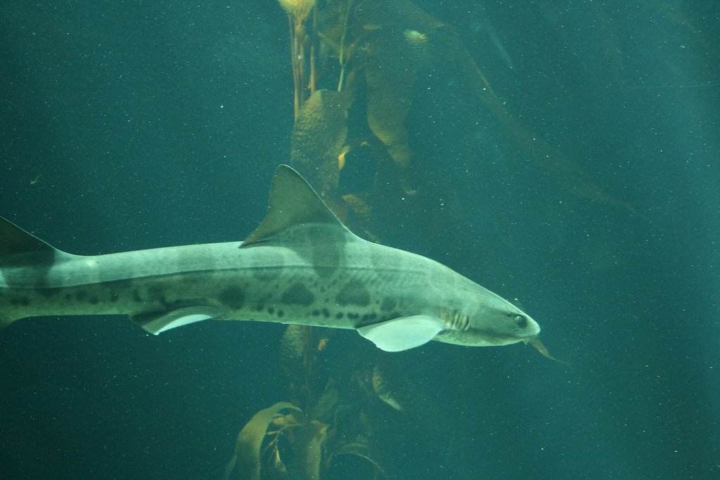Kelp Forest Guardians (image credits: flickr)