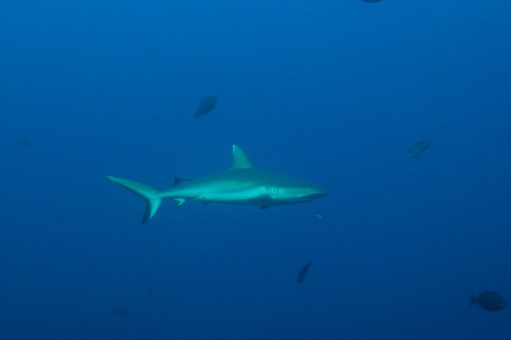 Temperature Regulation Through Ecosystem Health (image credits: flickr)