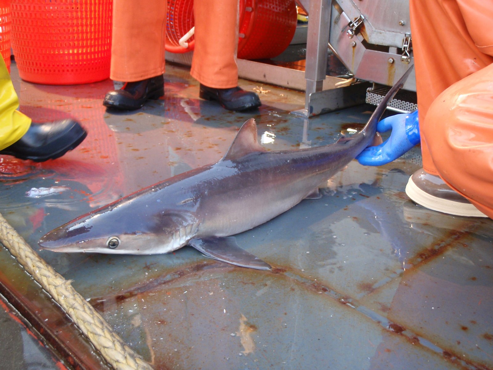 Economic Value of Shark-Mediated Carbon Storage (image credits: wikimedia)