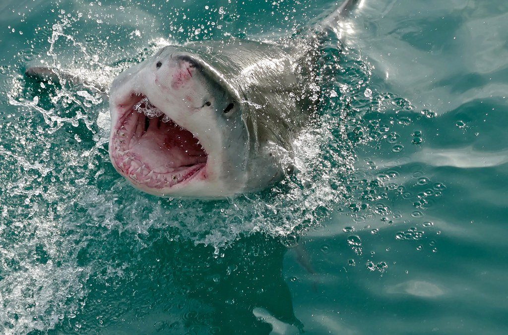 The Great White Shark: A Case Study in Decline