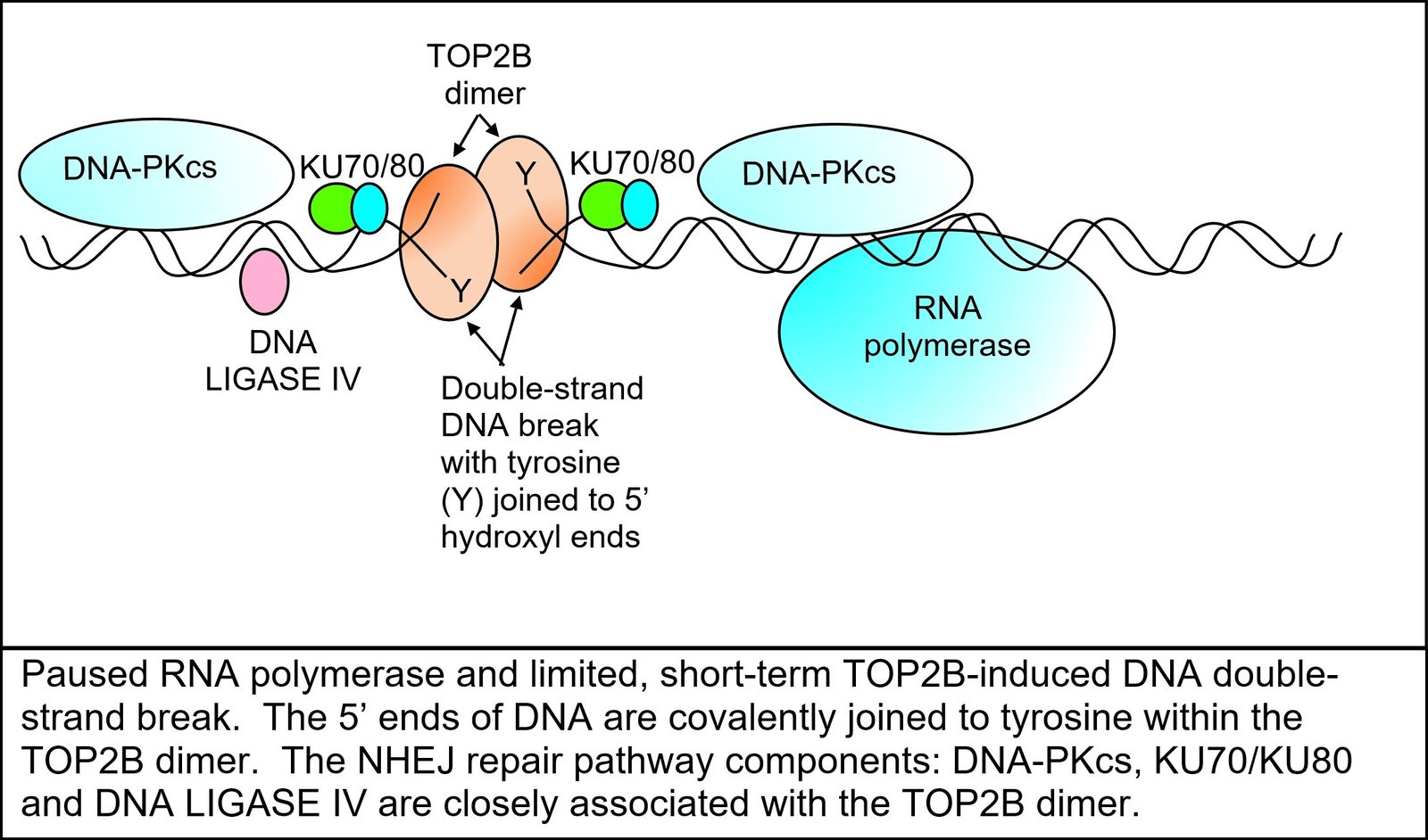 DNA Repair Mechanisms Under Cosmic Assault (image credits: wikimedia)